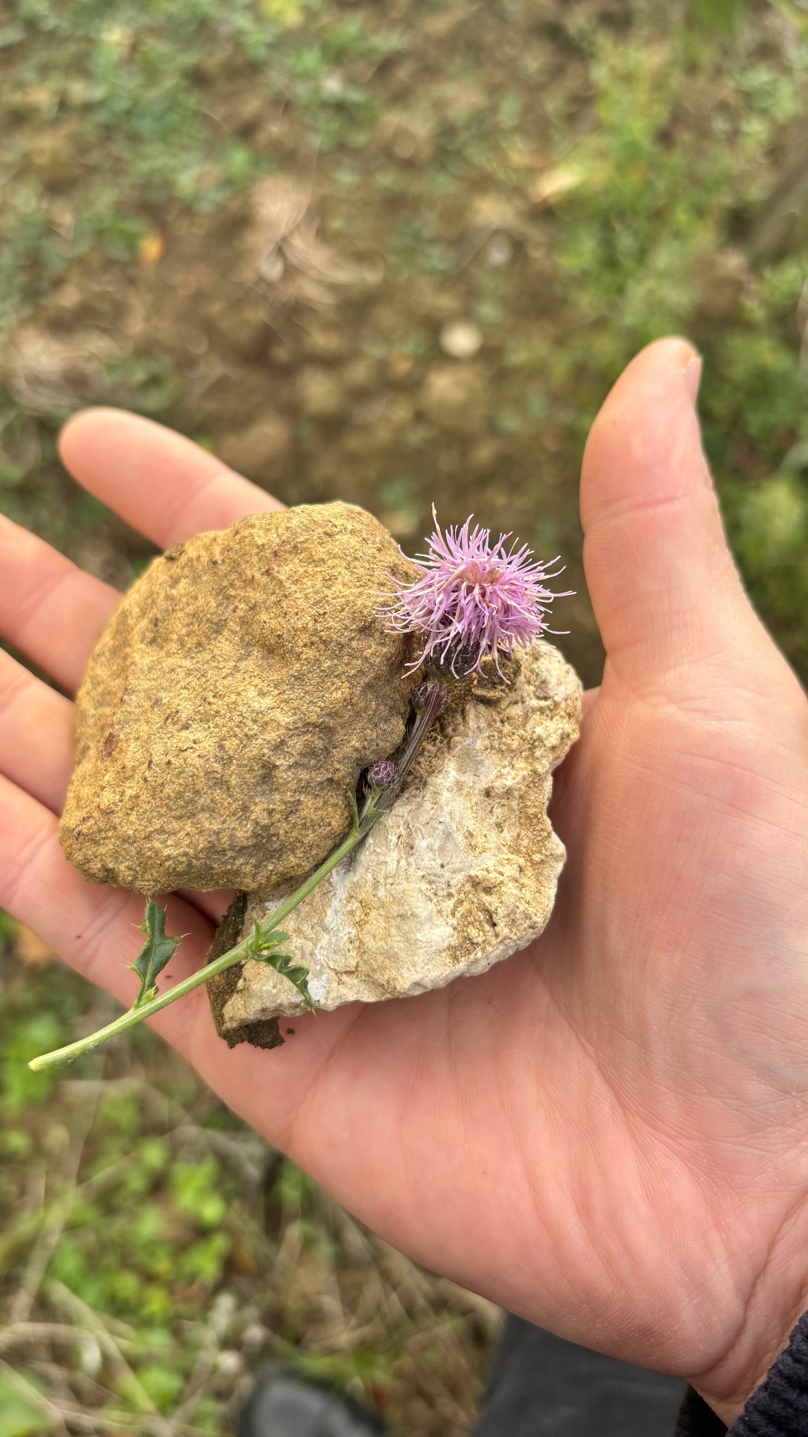 "Champs Chardons" AOC Saumur-Champigny 2023