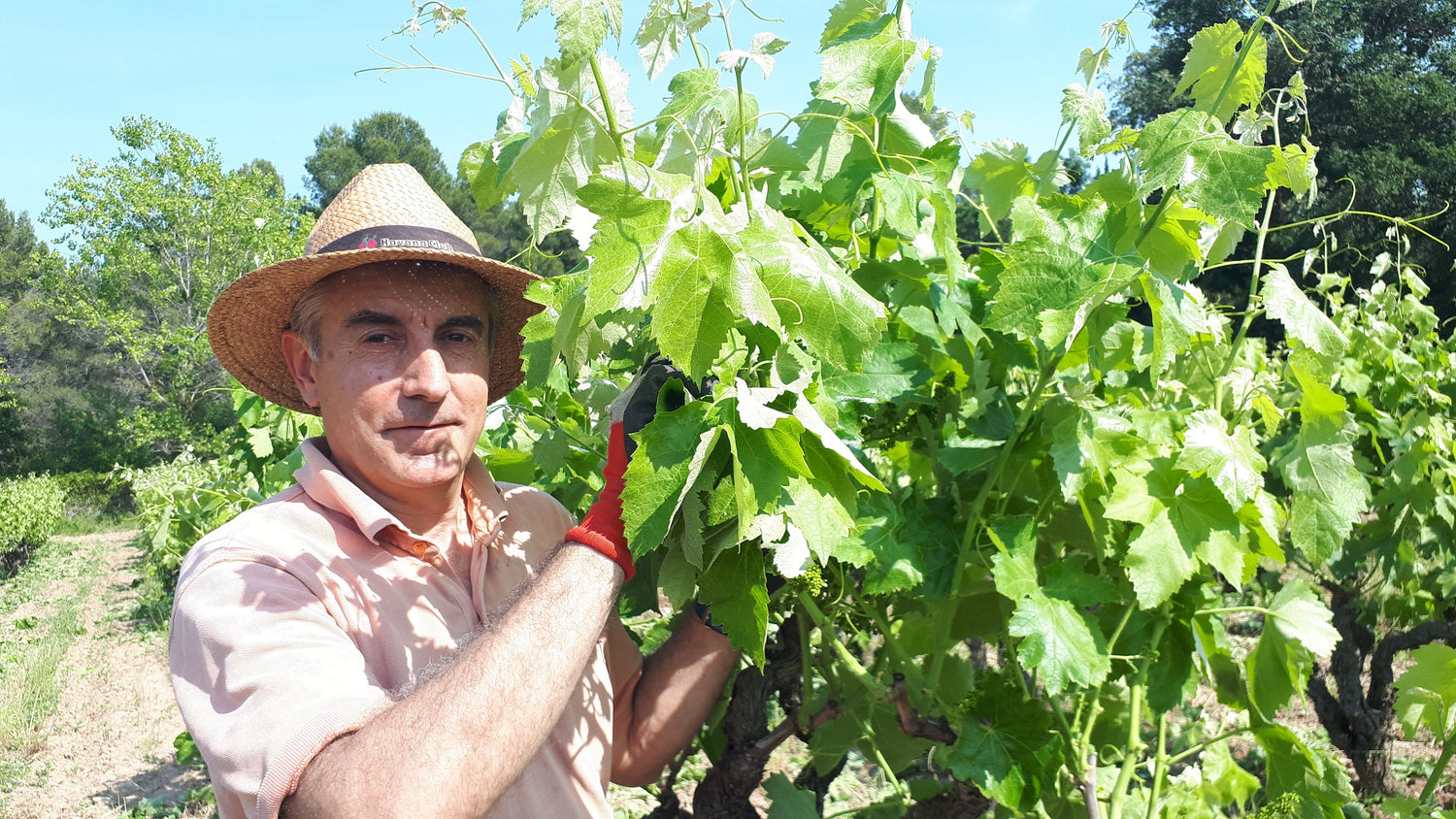Celler Jordi Lluch - Vinya Escudé