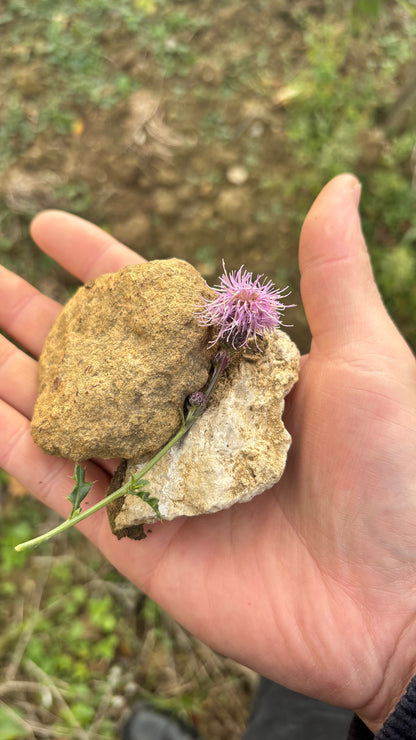 "Champs Chardons" AOC Saumur-Champigny 2023